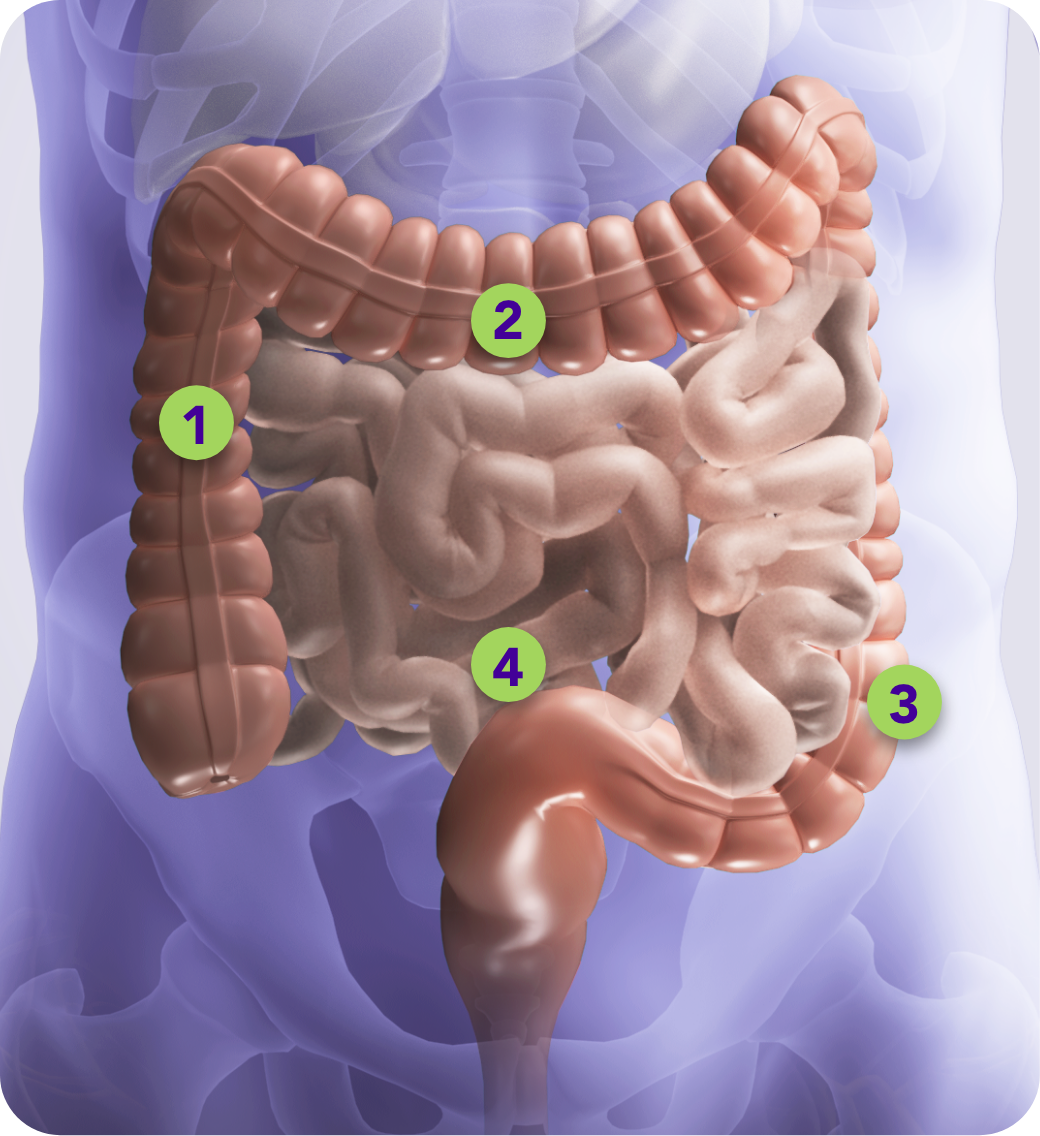 Intestines numbers desktop