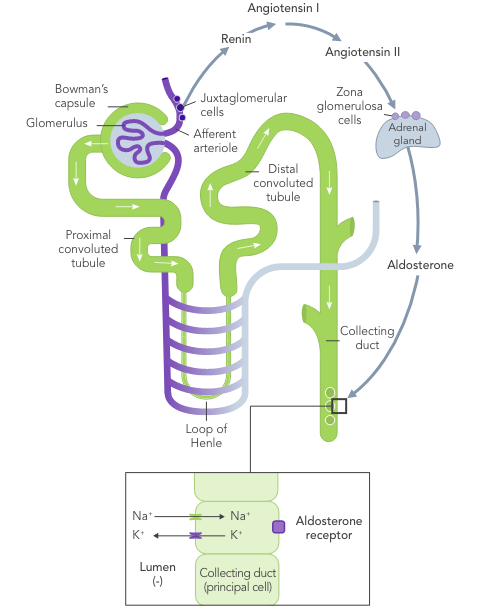 Diagram: normal long-term potassium control with normal nephron function