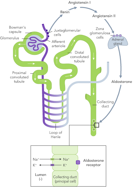 Diagram: normal long-term potassium control with normal nephron function
