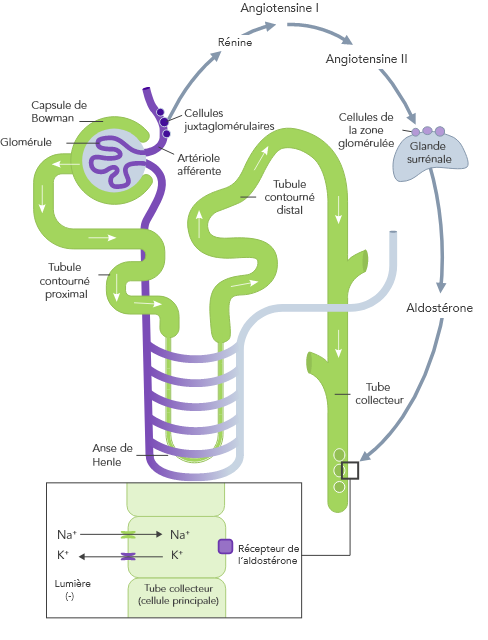 Diagram: normal long-term potassium control with normal nephron function