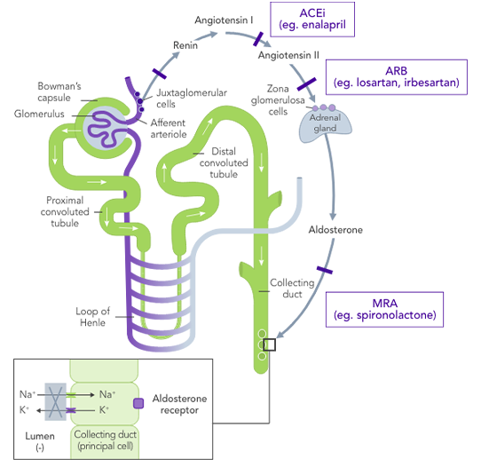 Diagram: impact of RAASi on renal function