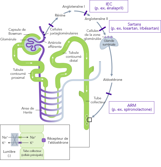 Diagram: impact of RAASi on renal function