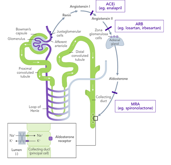 Diagram: impact of RAASi on renal function