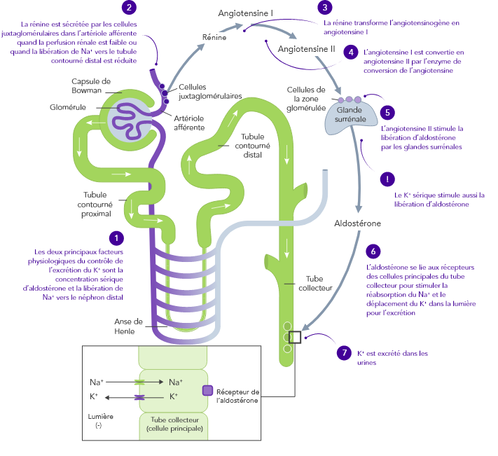 Role of renal excretion in potassium homeostasis