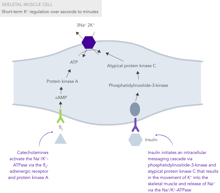 Role of skeletal muscle cells in potassium homeostasis