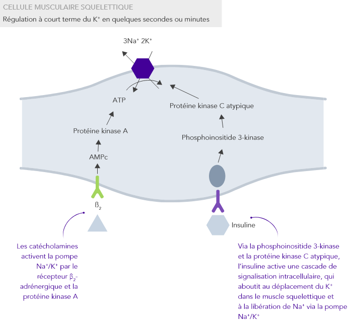 Role of skeletal muscle cells in potassium homeostasis