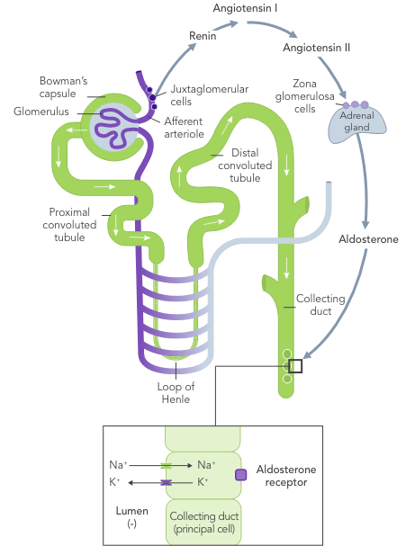 Diagram: normal long-term potassium control with normal nephron function