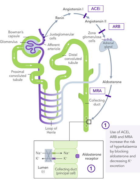 Diagram: RAASI-induced heart failure