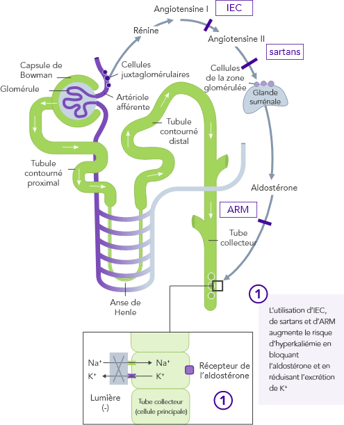 Diagram: RAASI-induced heart failure